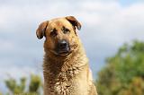 KANGAL 061